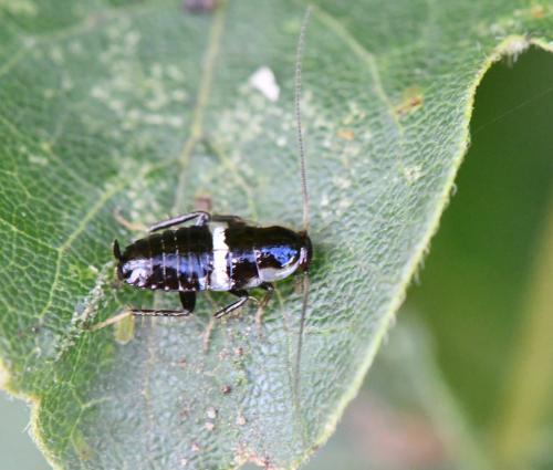 Planuncus vinzi
